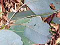 Eucalyptus blakely juvenile leaves