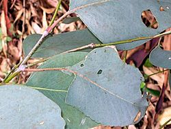 Eucalyptus blakely juvenile leaves.jpg