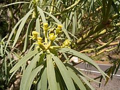 Archivo:Euphorbia lamarckii (El Paso) 03
