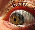 Eyeball (sugarpond)