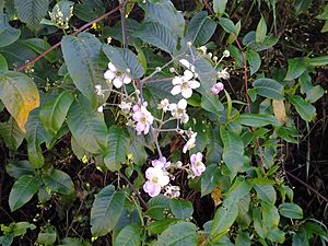 Archivo:Flores de Rubus glaucus
