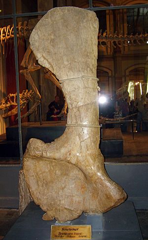 Archivo:Giraffatitan scapula