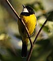 Golden Whistler male kobble08