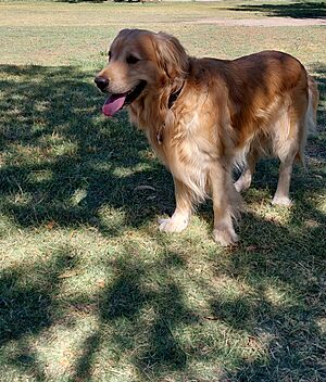 Archivo:Golden retriever, Argentina