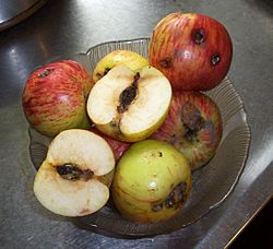 Archivo:Gravenstein apples with codling moth