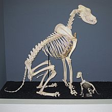 Archivo:Great Dane and Chihuahua Skeletons