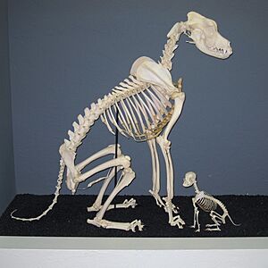 Archivo:Great Dane and Chihuahua Skeletons