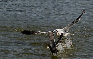 Archivo:Gull attacking coot