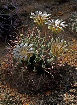 Gymnocalycium boden 2.jpg