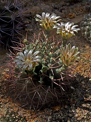 Archivo:Gymnocalycium boden 2