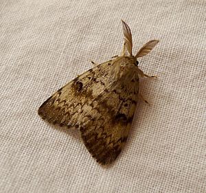 Archivo:Gypsy Moth. Lymantria dispar..Male(plumed antennae) - Flickr - gailhampshire