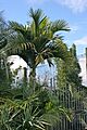 Hedescepe-Kerikeri