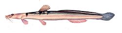 Heptapterus mustelinus.jpg