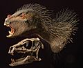 Heterodontosaurus model