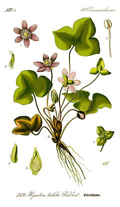 Archivo:Illustration Hepatica nobilis0 clean