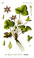 Illustration Hepatica nobilis0 clean