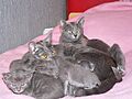Korat Family