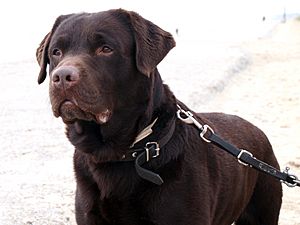 Archivo:Labrador Retriever Chocolate Brown Portrait - Sam