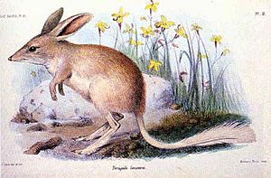 Archivo:Lesserbilby