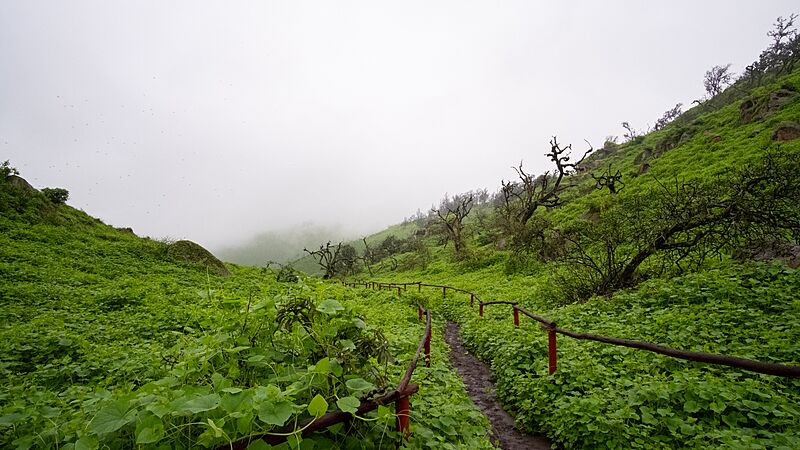 Lomas de Lachay 2021
