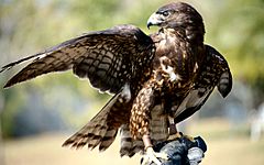 Male - black phase - short tail hawk.JPG