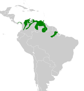 Distribución geográfica del hormiguero ventriblanco.