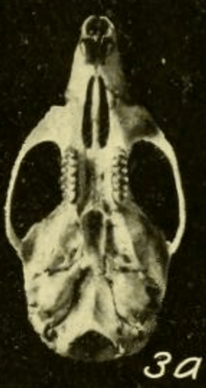 Archivo:Oryzomys couesi couesi ventral