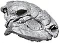Panoplosaurus