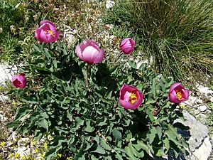 Archivo:Peonía o Rosa alabardera (Peonia broteroi) (3814459852)