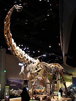 Archivo:Perot Museum Alamosaurus and Tyrannosaurus