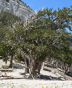Archivo:Pinus longaeva 18