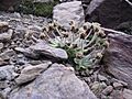 Plantago nivalis flower