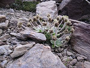 Archivo:Plantago nivalis flower