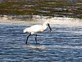 Platalea Leucorodia