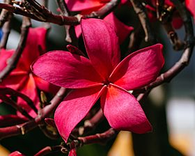 Archivo:Plumeria rubra or red frangipani in Jamshedpur, India