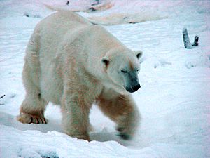 Archivo:Polar bear 5