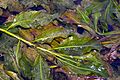 PotamogetonLucens