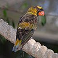 Pseudeos fuscata -Busch Gardens -Florida -USA-8a-3c