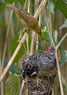 Archivo:Reed warbler cuckoo