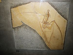 Archivo:Rhamphorhynchus gemmingi