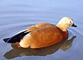 Ruddy.shelduck.arp.2.750pix
