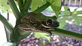 Scinax perereca (anfíbio em extinção)