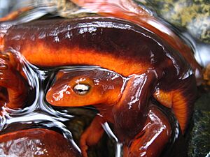 Archivo:Sierra Newt Amplexus close