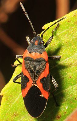 Small Milkweed Bug - Lygaeus kalmii, Meadowood Farm SRMA, Mason Neck, Virginia - 31969431485.jpg