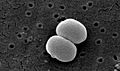 Staphylococcus epidermidis lores