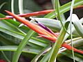 Tillandsia flabellata0