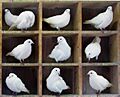 TooManyPigeons