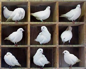 Archivo:TooManyPigeons
