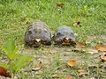 Tortugas morrocoy hembra y macho en valencia, venezuela