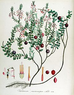 Archivo:Vaccinium macrocarpon — Flora Batava — Volume v14